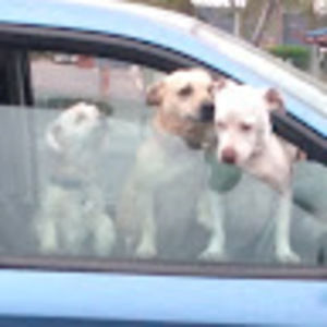 Meet your Posher, June